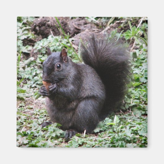 BERKENBAAI EEKHOORN MAGNEET (Voorkant)