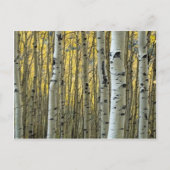 berkenbomen briefkaart (Voorkant)