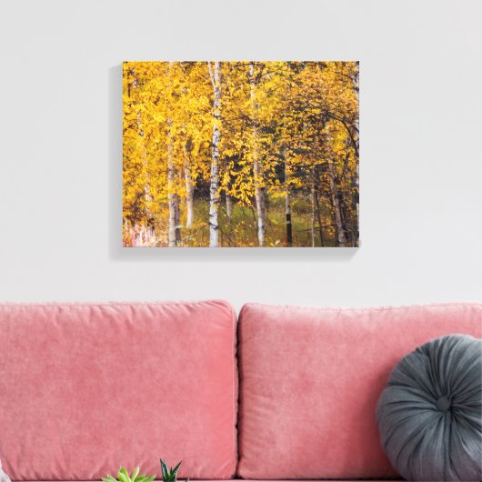 Berkenbomen in de buurt van Denali Alaska, Herfst, Canvas Afdruk (Insitu (Woonkamer))