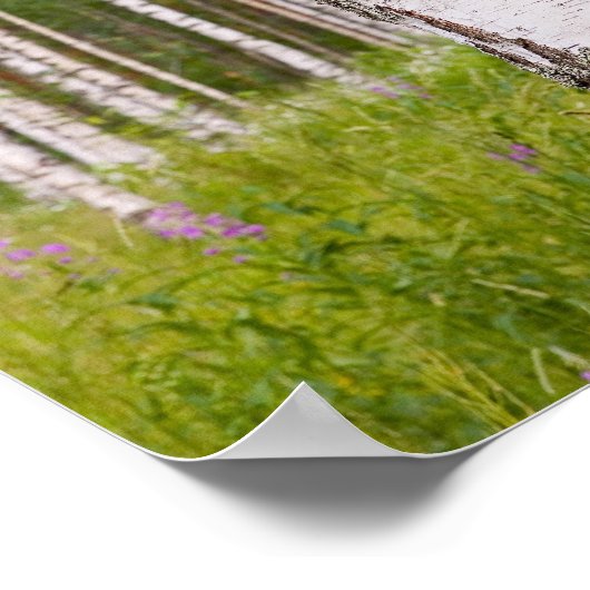 berkenbomen in Finse bossen Poster (Hoek)