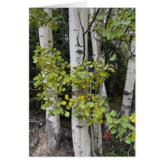 Berkenbomen Skilak - 5 "x 7" Art Kaart (Voorkant)