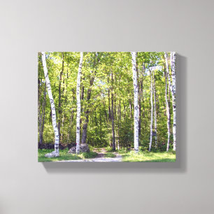 Berkenboom Bossen verpakt Canvas Afdruk