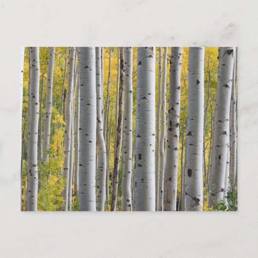 Berkenboom hart initialen rustieke bruiloft detail uitnodiging briefkaart (Achterkant)