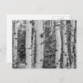 Berkenboom in Bossen Briefkaart (Voorkant / Achterkant)