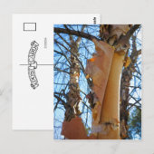 berkenboomschors briefkaart (Voorkant / Achterkant)