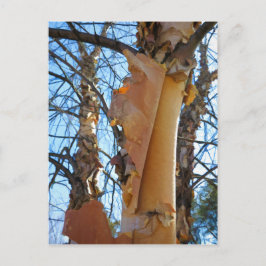berkenboomschors briefkaart