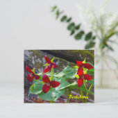 Berkshires Massachusetts Red Trillium Wildflower Briefkaart (Staand voorkant)