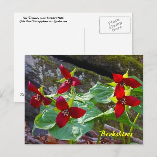Berkshires Massachusetts Red Trillium Wildflower Briefkaart (Voorkant / Achterkant)