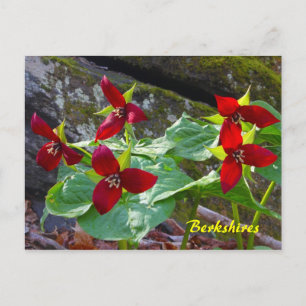 Berkshires Massachusetts Red Trillium Wildflower Briefkaart