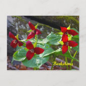 Berkshires Massachusetts Red Trillium Wildflower Briefkaart (Voorkant)