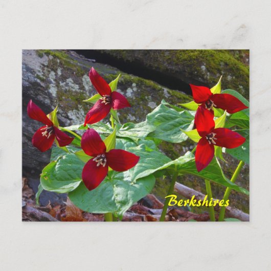Berkshires Massachusetts Red Trillium Wildflower Briefkaart (Voorkant)