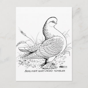Berliner Pigeon Black en White Briefkaart