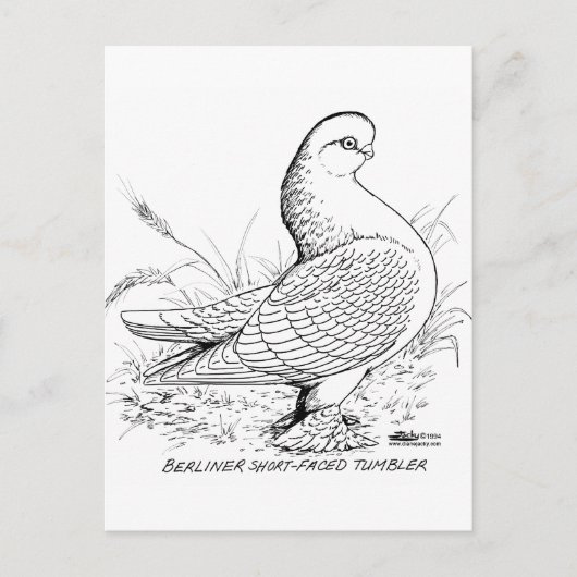 Berliner Pigeon Black en White Briefkaart (Voorkant)