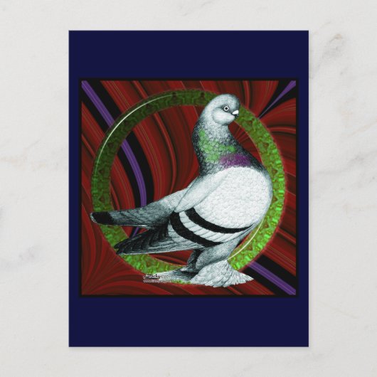 Berliner Pigeon Cirkel Briefkaart (Voorkant)