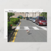 BERMUDA CHICKEN BRIEFKAART (Voorkant / Achterkant)