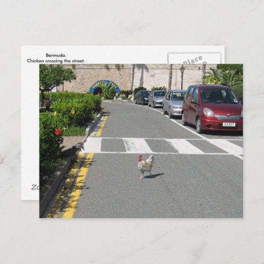 BERMUDA CHICKEN BRIEFKAART (Voorkant / Achterkant)
