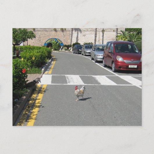 BERMUDA CHICKEN BRIEFKAART (Voorkant)