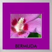 BERMUDA POSTER (Voorkant)
