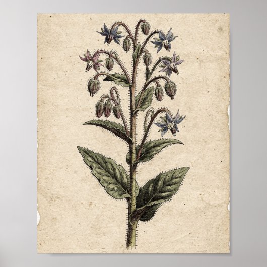 Bernagie Botanische Bloemkunst Poster (Voorkant)