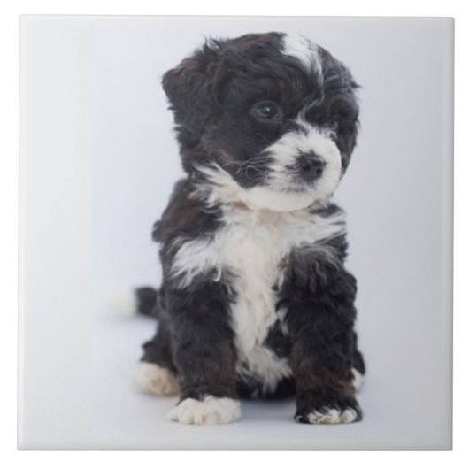 BERNEDOODLE LOVE, Pet, Puppy Dog, Beste vriend Tegeltje (Voorkant)