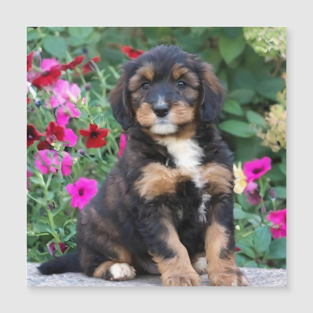 Bernedoodle puppy in petunia's (Voorkant)