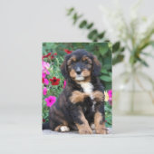 Bernedoodle puppy in petunia's briefkaart (Staand voorkant)