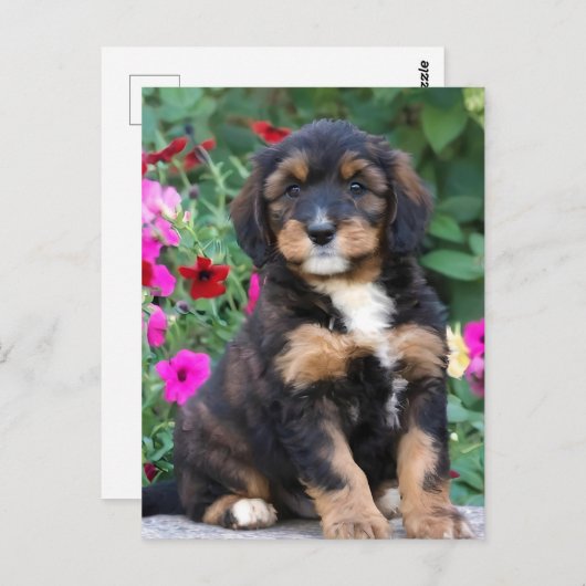 Bernedoodle puppy in petunia's briefkaart (Voorkant / Achterkant)