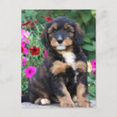 Bernedoodle puppy in petunia's briefkaart (Voorkant)