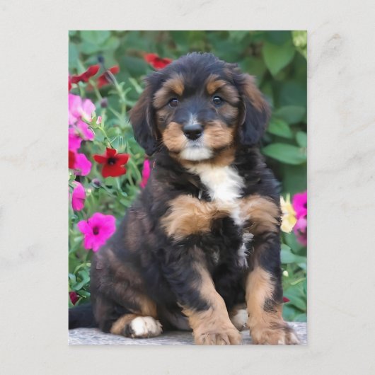 Bernedoodle puppy in petunia's briefkaart (Voorkant)