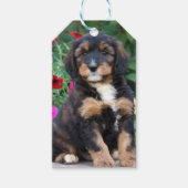 Bernedoodle puppy in petunia's cadeaulabel (Voorkant)
