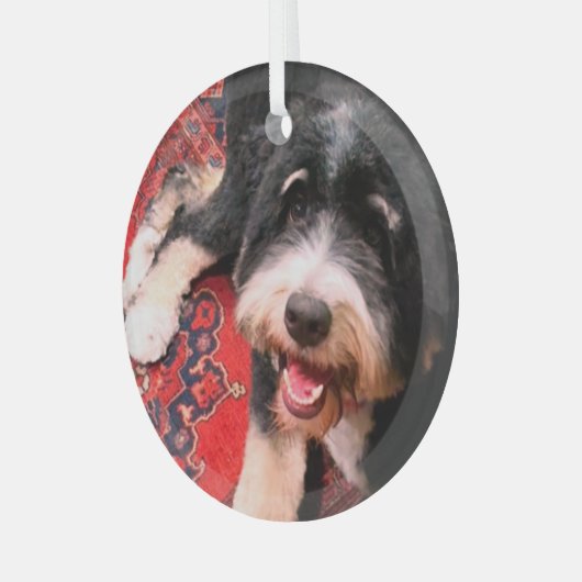 BerneDoodle relaxing on rug Glas Ornament (Voorkant links)