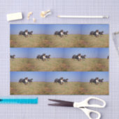 berner berg hond groep tweede tissuepapier (Craft)
