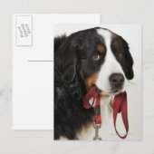 Berner berghond (Berner Sennenhund) Briefkaart (Voorkant / Achterkant)