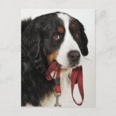 Berner berghond (Berner Sennenhund) Briefkaart (Voorkant)