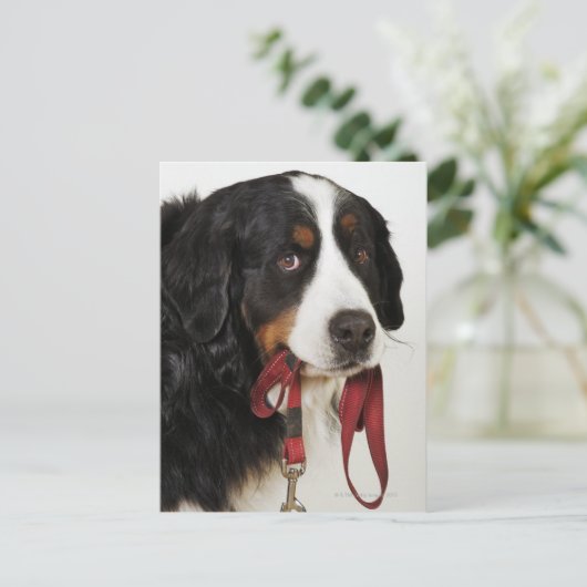 Berner berghond (Berner Sennenhund) Briefkaart (Staand voorkant)