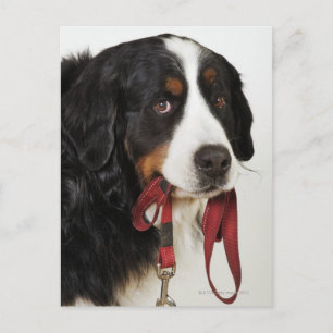 Berner berghond (Berner Sennenhund) Briefkaart