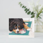 Berner Berghond Briefkaart (Staand voorkant)