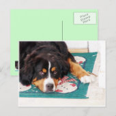 Berner Berghond Briefkaart (Voorkant / Achterkant)