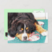 Berner Berghond Briefkaart (Voorkant / Achterkant)
