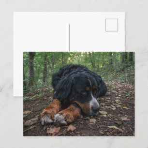 berner berghond in het bos briefkaart