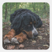 berner berghond in het bos vierkante sticker (Voorkant)