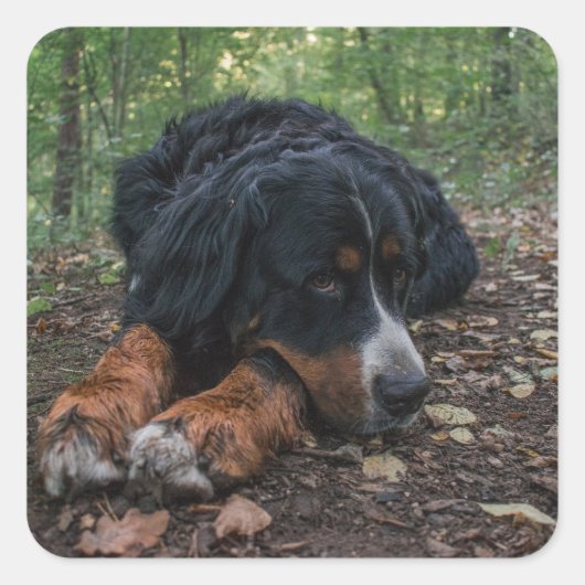 berner berghond in het bos vierkante sticker (Voorkant)