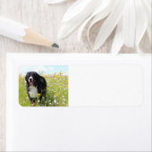 berner berghond in het veld etiket (Insitu)