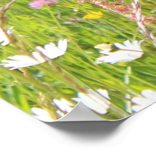 berner berghond in het veld poster (Hoek)