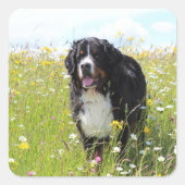 berner berghond in het veld vierkante sticker (Voorkant)