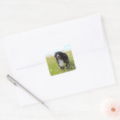 berner berghond in het veld vierkante sticker (Envelop)