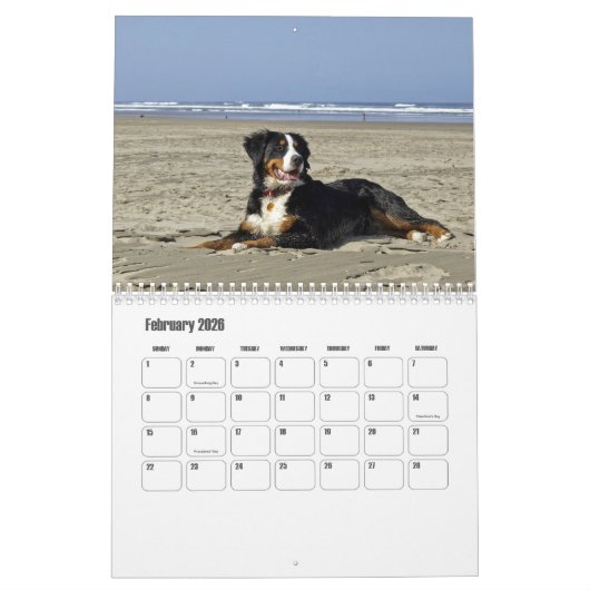 Berner berghond Kalender (Feb 2026)