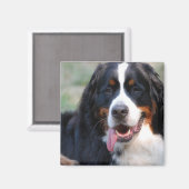 Berner Berghond met Grote Tongmagneet Magneet (Voorkant / Achterkant)