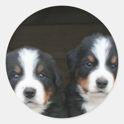 Berner berghond puppies stickers (Voorkant)
