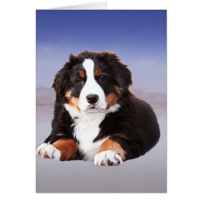 Berner berghond zittend op het strand (Voorkant)